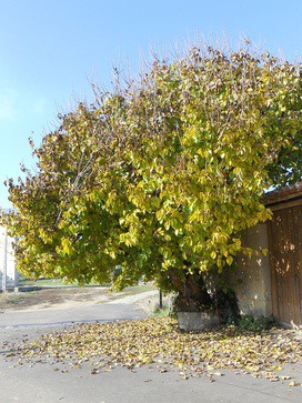 Piérdete por sus calles